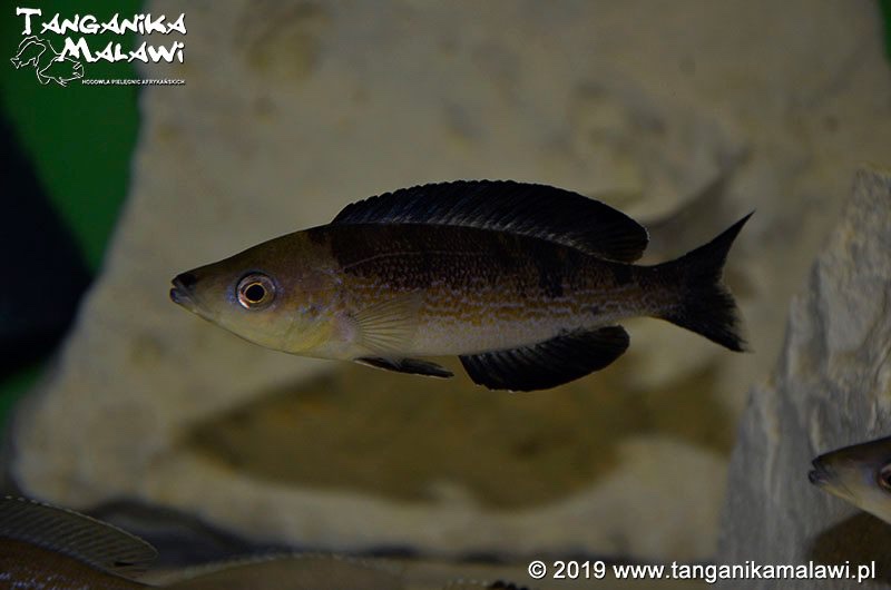 Cyprichromis microlepidotus 'Milima Island'